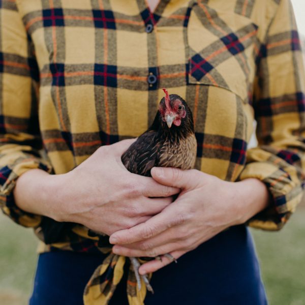 poulorama-combien-de-temps-consacrer-a-mes-poules 